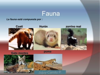 Fauna
La fauna está compuesta por :




                         Jujuy-Camilo P.
 
