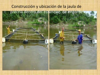 Construcción y ubicación de la jaula de precriadentro del estanque  de engorde