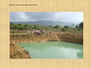 El producto no se ha comercializado por que los peces no presentan el peso ideal para ser distribuidos en el mercado objetivo.Coordinador de la unidad productivaRosana Pérez Pimiente.    CC# 39.287.022 .Ubicación de la unidad productiva
