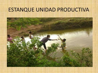 BENEFICIARIOS En  el proyecto de criador de peces en estanques de la vereda de bijagual se beneficiaran 12 jóvenes interesados en su unidad productiva (Cría de cachama)