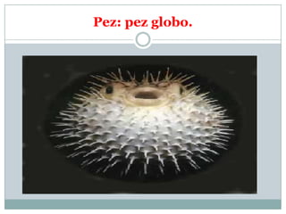 Pez: pez globo. 