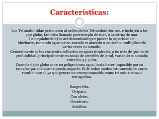 Características: Los Tetraodontidae pertenecen al orden de los Tetraodontiformes, e incluyen a los pezglobo, también llamado puercoespíndemar, o avestruzdemar (coloquialmente) es así denominado por poseer la capacidad de hincharse, tomando agua o aire, cuando es atacado o asustado, multiplicando varias veces su tamaño.Generalmente se los encuentra solitarios en aguas tropicales, a no más de 300 m de profundidad, principalmente en zonas de arrecifes de coral, variando su tamaño entre los 3 y 5 dm.Cuando el pez globo se ve en peligro toma agua, hasta hacer imposible por su tamaño que el atacante pueda tragarlo. Si de todos modos esto sucede, su carne resulta mortal, ya que genera un veneno conocido como tetrodo toxina o tetrogodina.Sangre fría.Ovíparo.Con aletas.Omnívoro.Acuático.