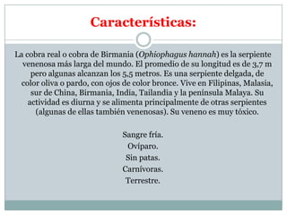 Características: La cobra real o cobra de Birmania (Ophiophagus hannah) es la serpiente venenosa más larga del mundo. El promedio de su longitud es de 3,7 m pero algunas alcanzan los 5,5 metros. Es una serpiente delgada, de color oliva o pardo, con ojos de color bronce. Vive en Filipinas, Malasia, sur de China, Birmania, India, Tailandia y la península Malaya. Su actividad es diurna y se alimenta principalmente de otras serpientes (algunas de ellas también venenosas). Su veneno es muy tóxico. Sangre fría.Ovíparo. Sin patas.Carnívoras.Terrestre.