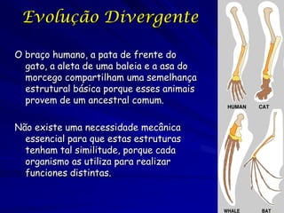 Evolução Divergente

O braço humano, a pata de frente do
  gato, a aleta de uma baleia e a asa do
  morcego compartilham uma semelhança
  estrutural básica porque esses animais
  provem de um ancestral comum.

Não existe uma necessidade mecânica
  essencial para que estas estruturas
  tenham tal similitude, porque cada
  organismo as utiliza para realizar
  funciones distintas.
 