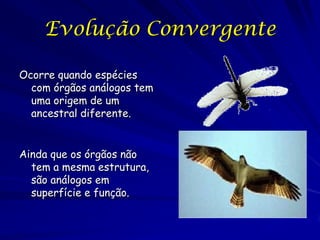 Evolução Convergente

Ocorre quando espécies
  com órgãos análogos tem
  uma origem de um
  ancestral diferente.


Ainda que os órgãos não
  tem a mesma estrutura,
  são análogos em
  superfície e função.
 
