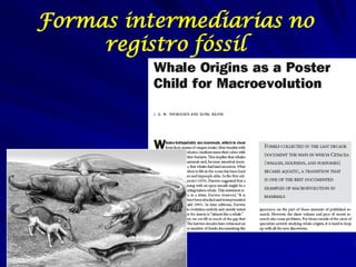 Formas intermediarias no
     registro fóssil
 