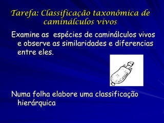 Tarefa: Classificação taxonômica de
         caminálculos vivos
Examine as espécies de caminálculos vivos
 e observe as similaridades e diferencias
 entre eles.




Numa folha elabore uma classificação
 hierárquica
 