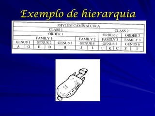 Exemplo de hierarquia
 