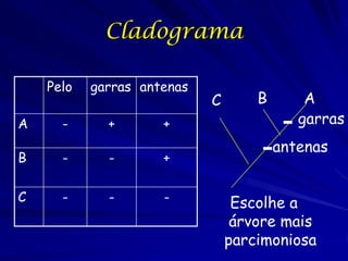 Cladograma

    Pelo   garras antenas
                            C       B       A
A     -      +       +                     garras
                                        antenas
B     -      -       +

C     -      -       -           Escolhe a
                                 árvore mais
                                parcimoniosa
 