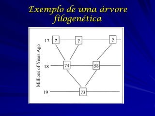 Exemplo de uma árvore
    filogenética
 