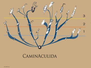 Caminaculida