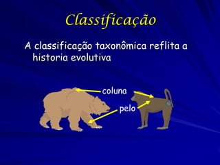 Classificação
A classificação taxonômica reflita a
 historia evolutiva


                 coluna

                     pelo
 