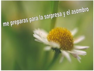 me preparas para la sorpresa y el asombro