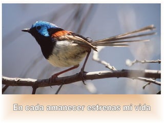 En cada amanecer estrenas mi vida