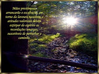 Mãos prestimosas arrancarão o escalracho, em torno da lavoura nascente, e atitudes valorosas devem extirpar do espírito as recordações amargas, suscetíveis de perturbar o caminho. 