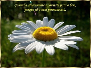 Caminha alegremente e constrói para o bem, porque só o bem permanecerá. 