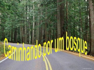 Caminhando por um bosque 