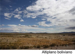 Altiplano boliviano 