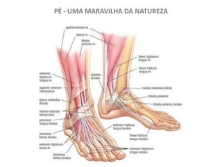 PÉ - UMA MARAVILHA DA NATUREZA
 