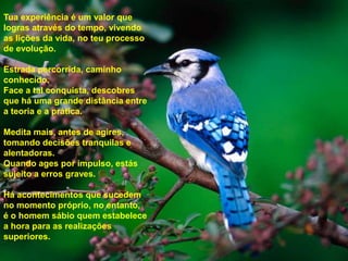 Tua experiência é um valor que
logras através do tempo, vivendo
as lições da vida, no teu processo
de evolução.
Estrada percorrida, caminho
conhecido.
Face a tal conquista, descobres
que há uma grande distância entre
a teoria e a prática.
Medita mais, antes de agires,
tomando decisões tranquilas e
alentadoras.
Quando ages por impulso, estás
sujeito a erros graves.
Há acontecimentos que sucedem
no momento próprio, no entanto,
é o homem sábio quem estabelece
a hora para as realizações
superiores.
 