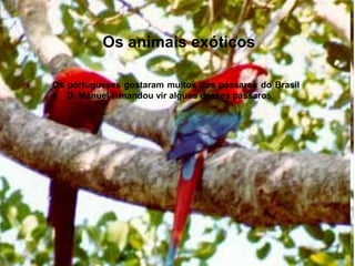 Os animais exóticos
Os portugueses gostaram muitos dos pássaros do Brasil
e D. Manuel I mandou vir alguns desses pássaros.
 