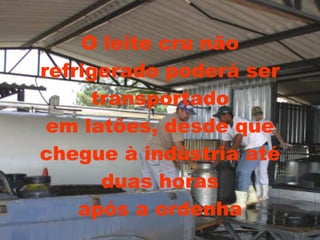 O leite cru não refrigerado poderá ser transportado em latões, desde que chegue à indústria até duas horas após a ordenha 