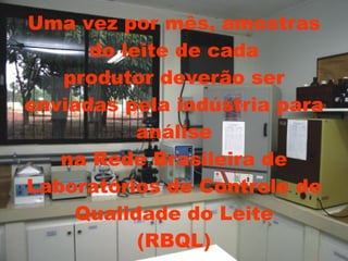 Uma vez por mês, amostras do leite de cada produtor deverão ser enviadas pela indústria para análise na Rede Brasileira de Laboratórios de Controle de Qualidade do Leite (RBQL) 