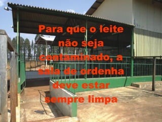 Para que o leite não seja contaminado, a sala de ordenha deve estar sempre limpa 