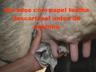 Secados com papel toalha descartável antes da ordenha 