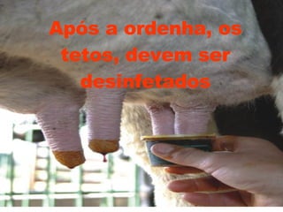 Após a ordenha, os tetos, devem ser desinfetados 