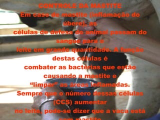 CONTROLE DA MASTITE Em caso de mastite (inflamação do úbere), as células de defesa do animal passam do sangue para o leite em grande quantidade. A função destas células é combater as bactérias que estão causando a mastite e “limpar” as áreas inflamadas. Sempre que o número dessas células (CCS) aumentar no leite, pode-se dizer que a vaca está com mastite 