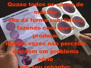 Quase todos os casos de mastite são da forma subclínica, fazendo com que o produtor muitas vezes não perceba que tem um problema sério em seu rebanho: 