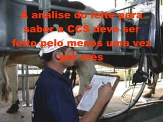 A   análise do leite para saber a CCS deve ser feito pelo menos uma vez por mês 