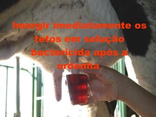 Imergir imediatamente os tetos em solução bactericida após a ordenha . 