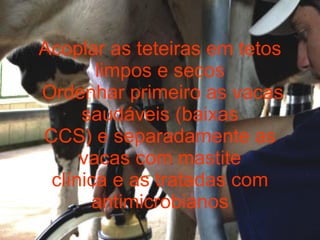 Acoplar as teteiras em tetos limpos e secos  Ordenhar primeiro as vacas saudáveis (baixas CCS) e separadamente as vacas com mastite clínica e as tratadas com antimicrobianos 