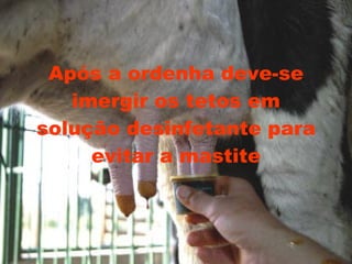 Após a ordenha deve-se imergir os tetos em solução desinfetante para evitar a mastite 