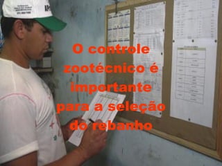O controle zootécnico é importante para a seleção do rebanho 