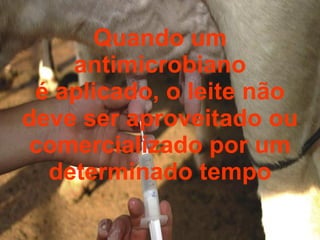 Quando um antimicrobiano é aplicado, o leite não deve ser aproveitado ou comercializado por um determinado tempo 