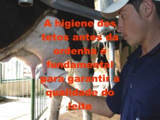A higiene dos tetos antes da ordenha é fundamental para garantir a qualidade do leite 