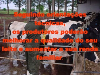 Seguindo orientações técnicas, os produtores poderão melhorar a qualidade do seu leite e aumentar a sua renda familiar . 