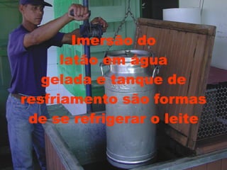 Imersão do latão em água gelada e tanque de resfriamento são formas de se refrigerar o leite 