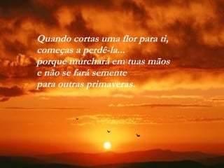 VISITE para mensagens gratuitas
PowerPointSemanal
Quando cortas uma flor para ti,
começas a perdê-la...
porque murchará em tuas mãos
e não se fará semente
para outras primaveras.
 