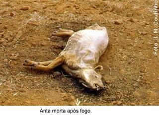 Anta morta após fogo.
 