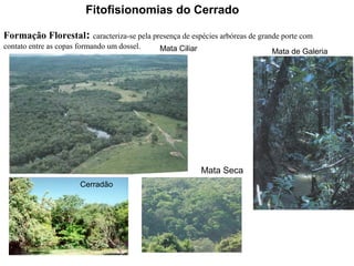 Formação Florestal: caracteriza-se pela presença de espécies arbóreas de grande porte com
contato entre as copas formando um dossel.
Fitofisionomias do Cerrado
Mata Ciliar Mata de Galeria
Cerradão
Mata Seca
Mata Seca
 