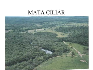 MATA CILIAR
 