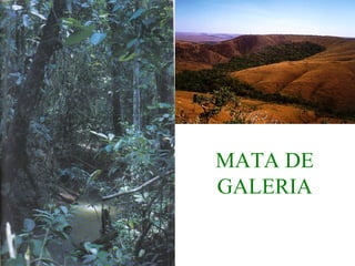 MATA DE
GALERIA
 