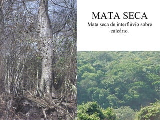 MATA SECA
Mata seca de interflúvio sobre
calcário.
 