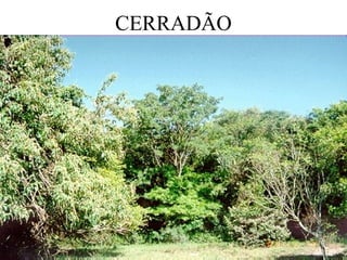 CERRADÃO
 