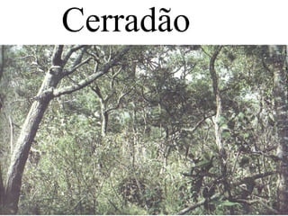 Cerradão
 