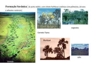 Formação Savânica: de porte médio, com estrato herbáceo contínuo com palmeiras, árvores
e arbustos variáveis;
Cerrado Típico
Vereda
Buritizal
rupestre
ralo
 